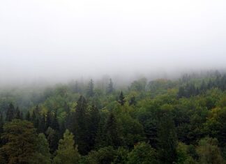 Jak najtaniej zasłonić okno?