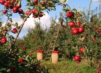 Jakie jabłonie do małego ogrodu?