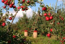 Czy da się wyhodować jabłoń z pestki?