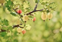 Co posadzić między krzewami owocowymi?