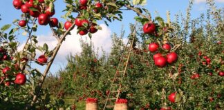 Jak szybko rośnie jabłoń z pestki?