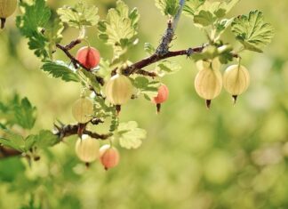 Jakie krzewy owocowe sadzić w pełnym słońcu?