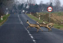 Odstraszacze dzikiej zwierzyny