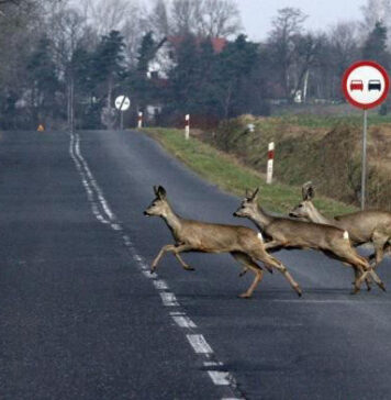 Odstraszacze dzikiej zwierzyny